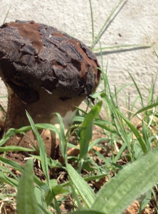 Mushrooms