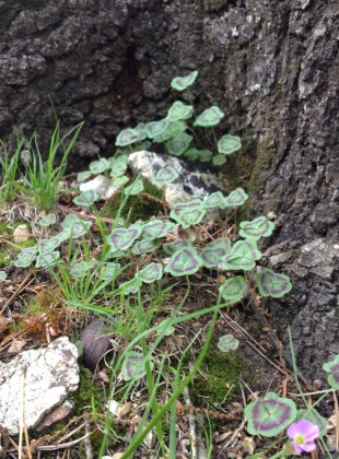 Wild flowers