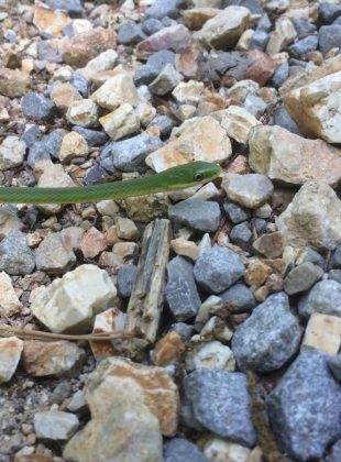 Rough green snake