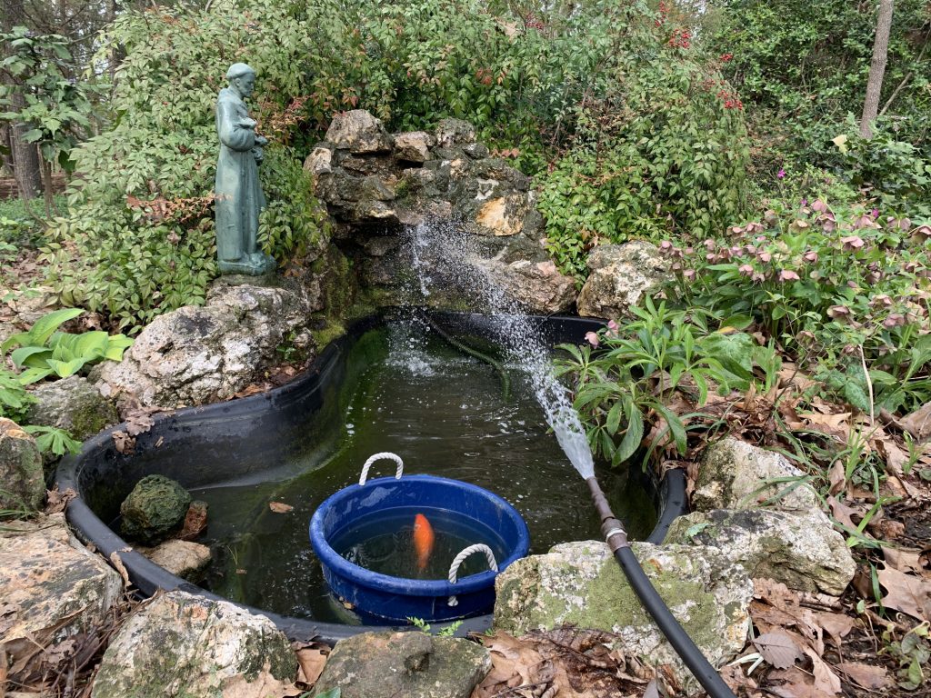 Koi in a bucket of old water, in a pond that is being filled with aerated water from a hose. This is being done to acclimate the fish to the new temperature of the pond, and to dechlorinate the water.